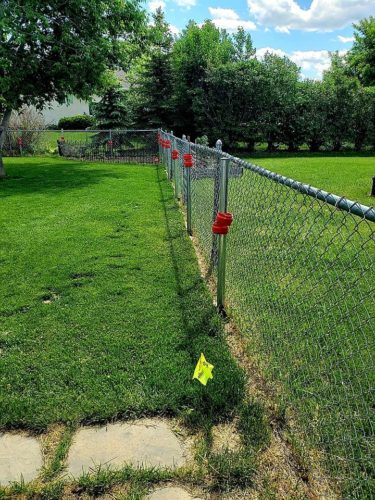 A chain link fence being replaced by a white vinyl fence in a lush green backyard